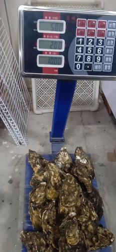 生蚝Oysters